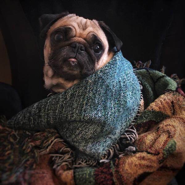 /Images/uploads/PUG NATION RESCUE OF LOS ANGELES/pugnationcalendar/entries/2317thumb.jpg